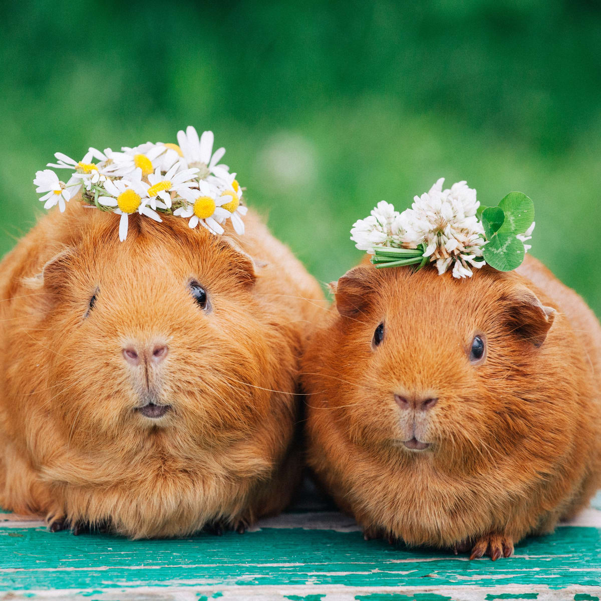 5 Fun Facts About Guinea Pigs You Didn’t Know - изображение 4