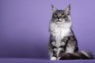 Мейн Кун: Повече от нежен гигант — Истината зад мита, козината и семейството