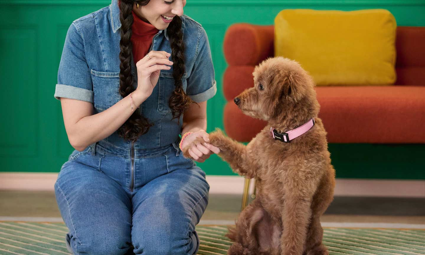 Should You Teach Your Dog to Shake Paws? Pros & Cons - изображение 3