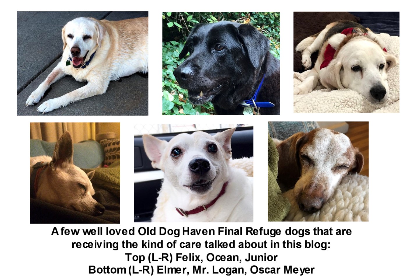 Adopting a Senior Dog: What No One Tells You (But Should) - изображение 3