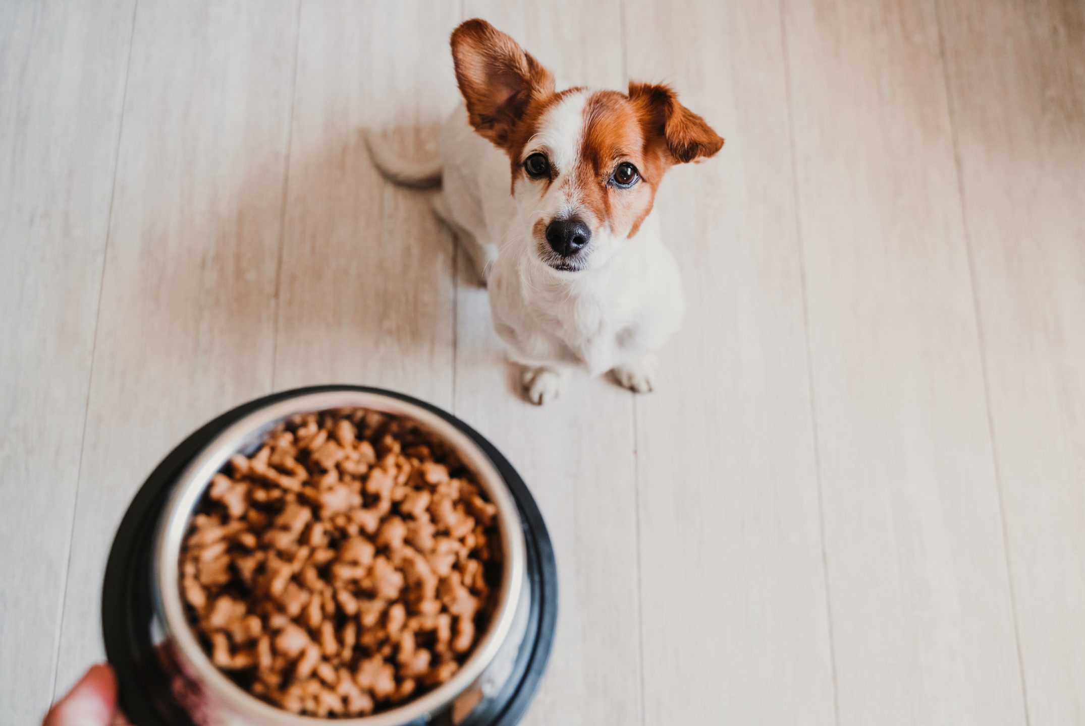 The Truth About Grain-Free Dog Food: What Vets Really Say - изображение 3