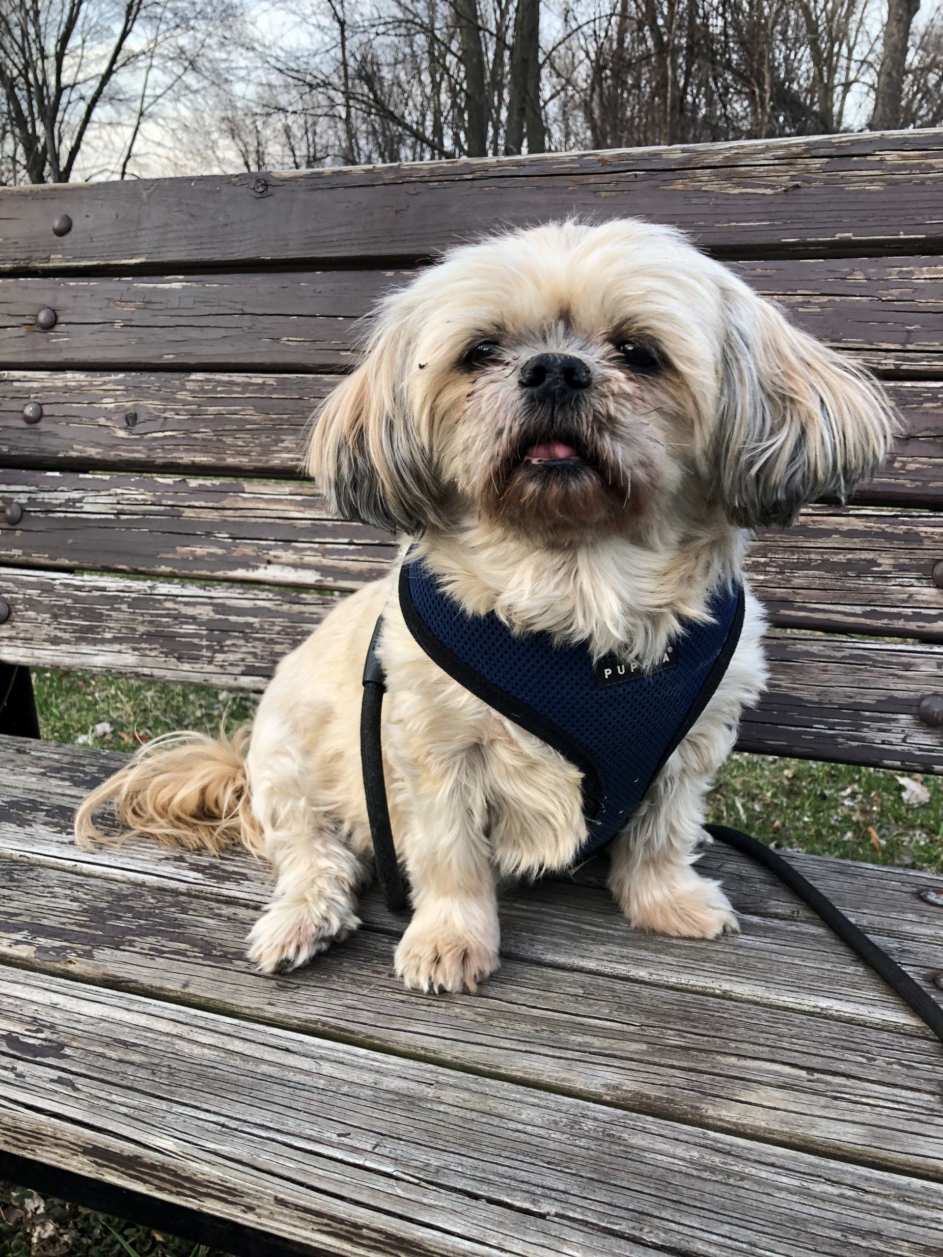 Adopting a Senior Dog: What No One Tells You (But Should) - изображение 2