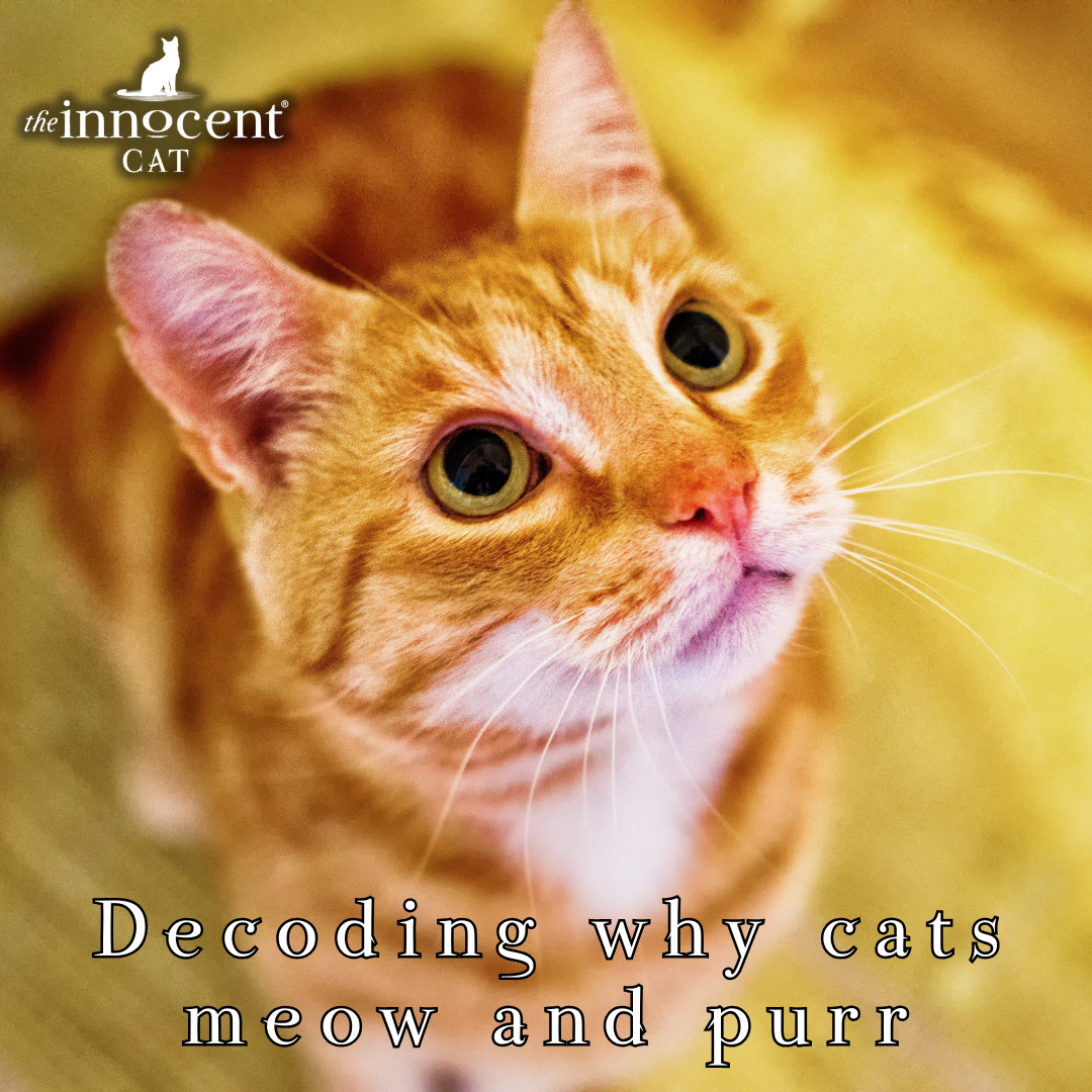 The Secret Language of Cats: Decoding Your Felines Purr - изображение 3