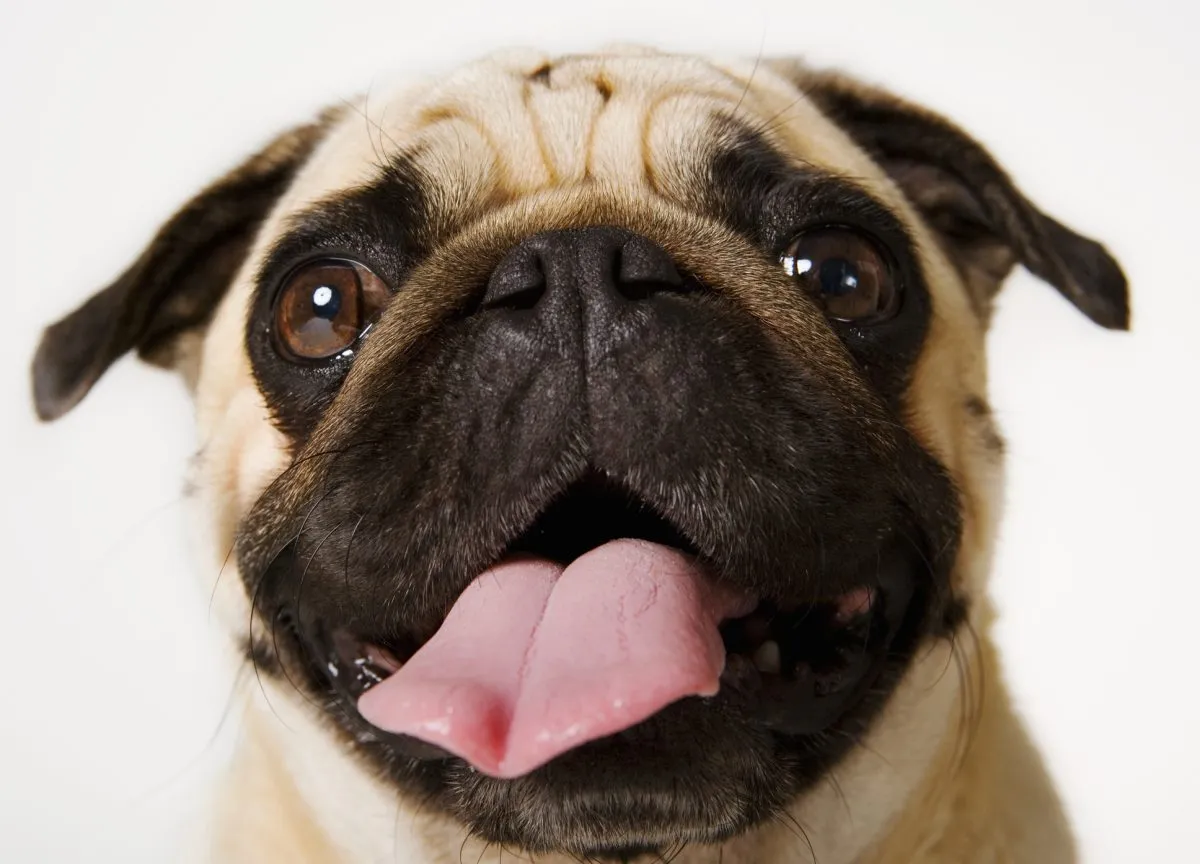 Dog Breed of the Week: The Playful Pug - изображение 2