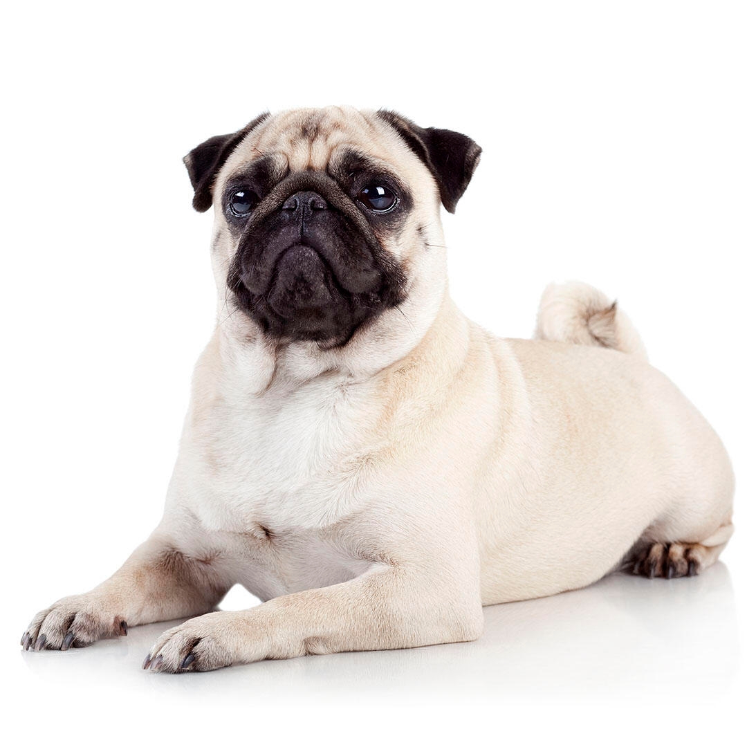 Dog Breed of the Week: The Playful Pug - изображение 3