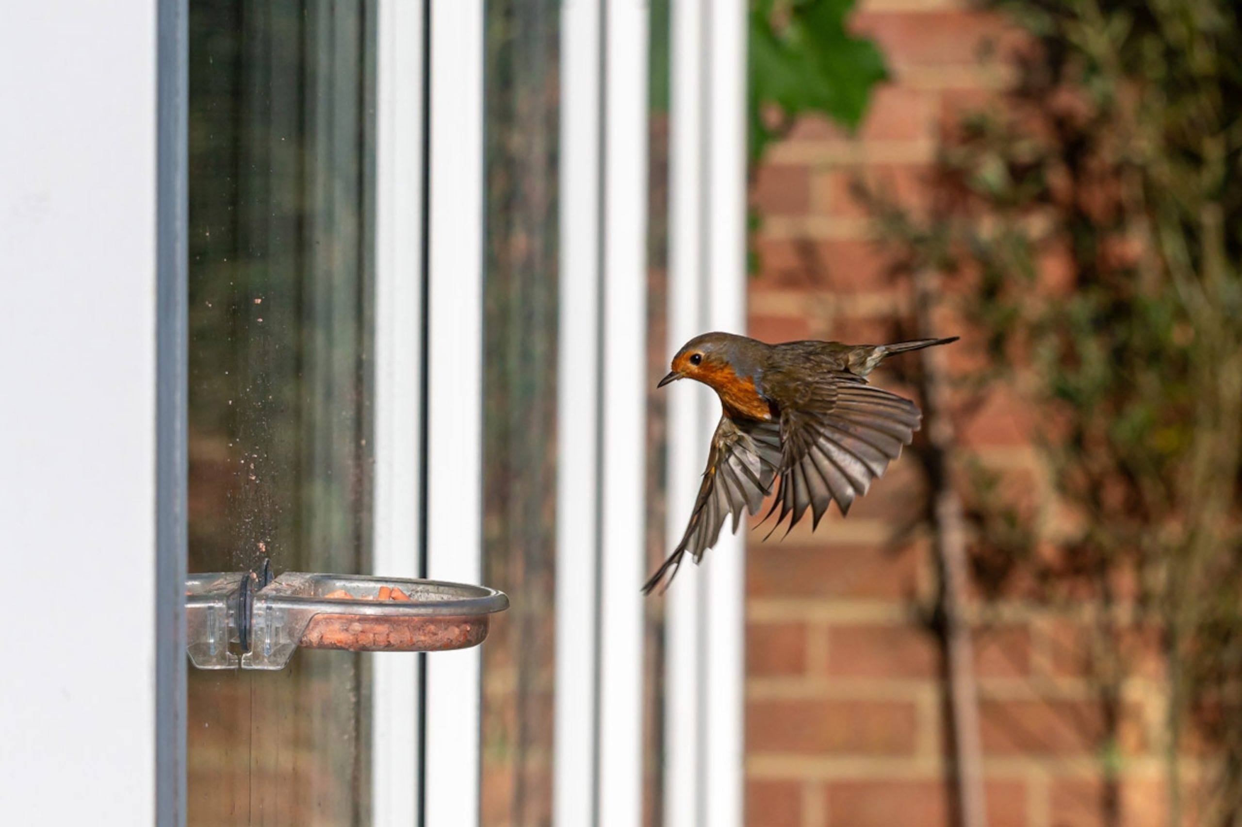 The Do’s and Don’ts of Feeding Wild Birds - изображение 3