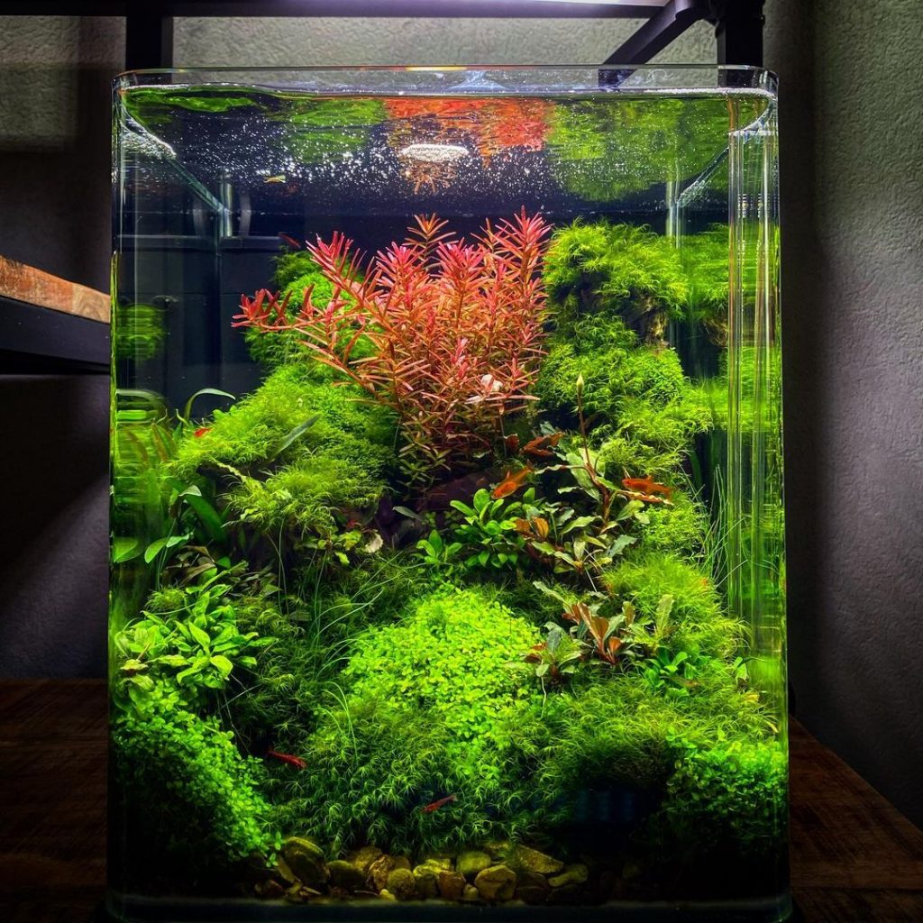 How to Make Aquarium Maintenance Fun and Easy - изображение 3