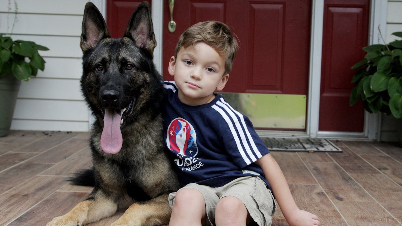 Dog Breed of the Week: The Loyal German Shepherd - изображение 2