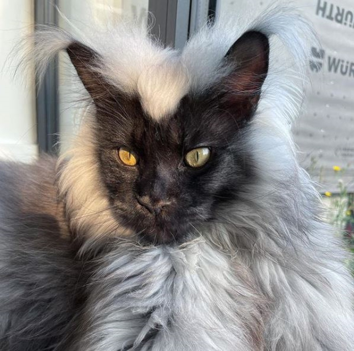 Breed Spotlight: The Majestic Maine Coon Cat - изображение 3