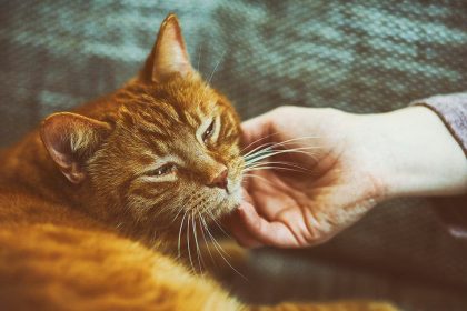 Тайнственият език на котките: Защо мъркането на вашата котка е повече от приспивна песен