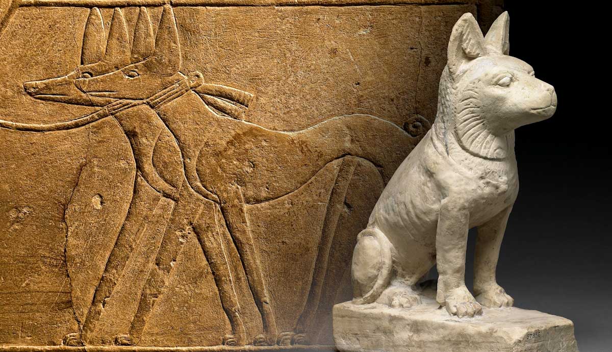 history of cats and dogs in ancient egypt and in the bible - изображение 3