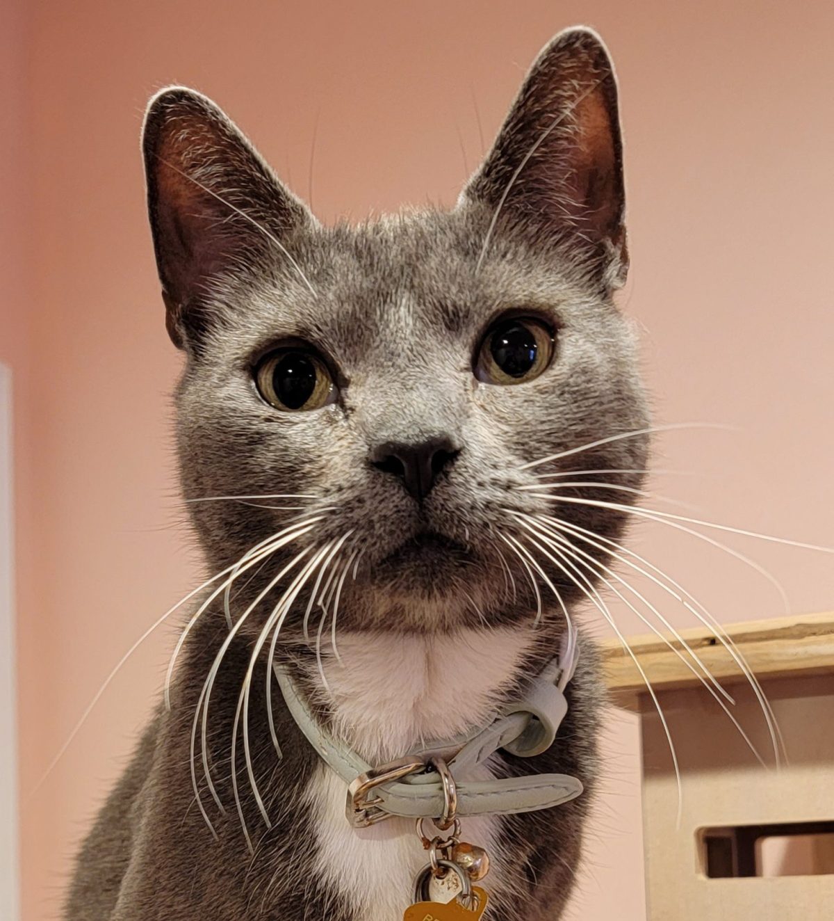 How to Keep Your Cat’s Whiskers Happy and Healthy - изображение 2