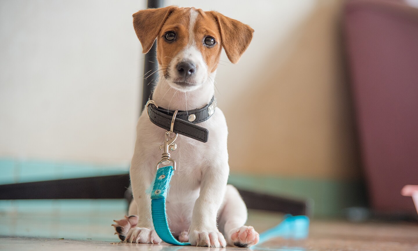 Dog Breed of the Week: The Spirited Jack Russell Terrier - изображение 3