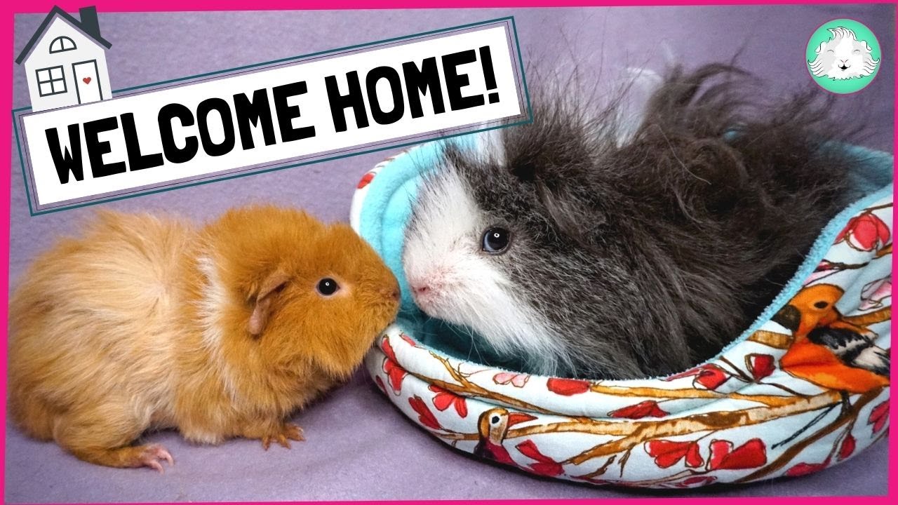ginea pig - first days in your home   - изображение 4