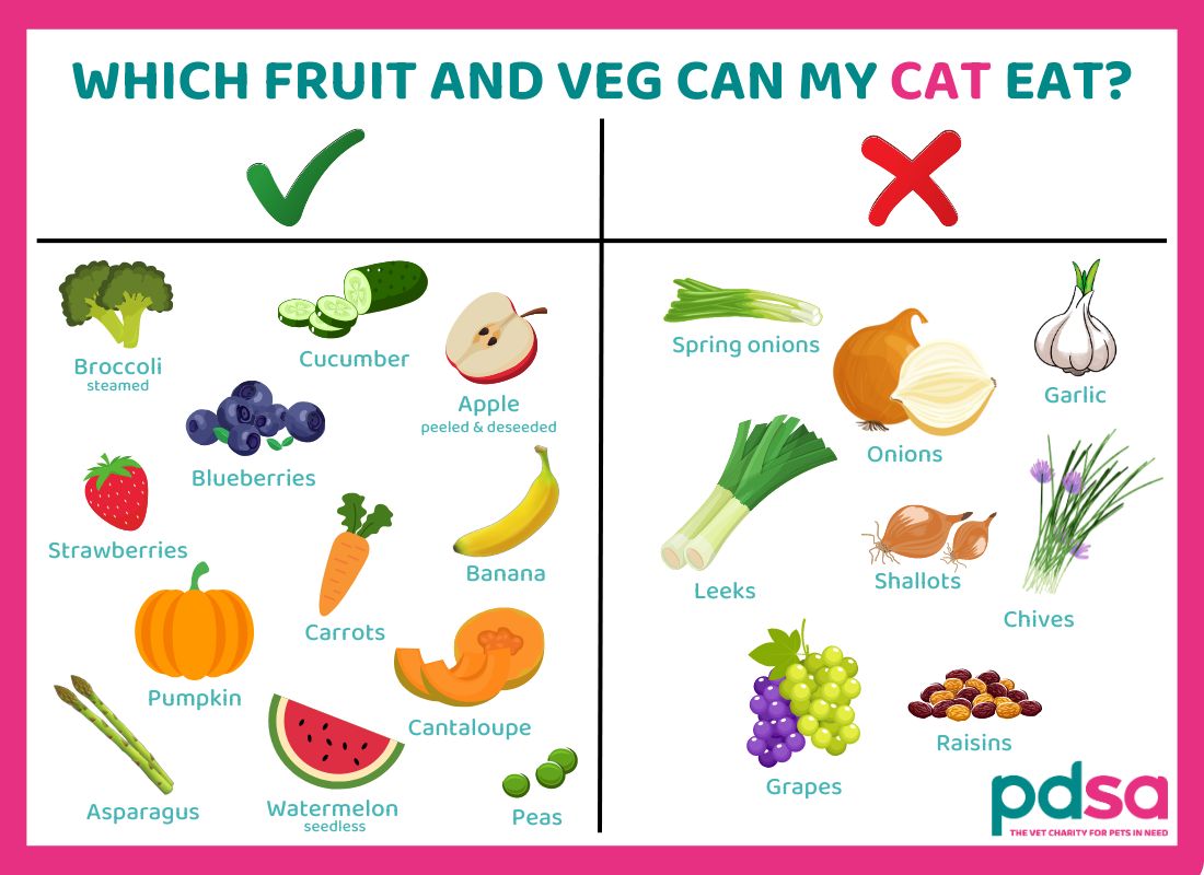 Best Foods for Your Cat: Nutrients for a Healthy Feline - изображение 3