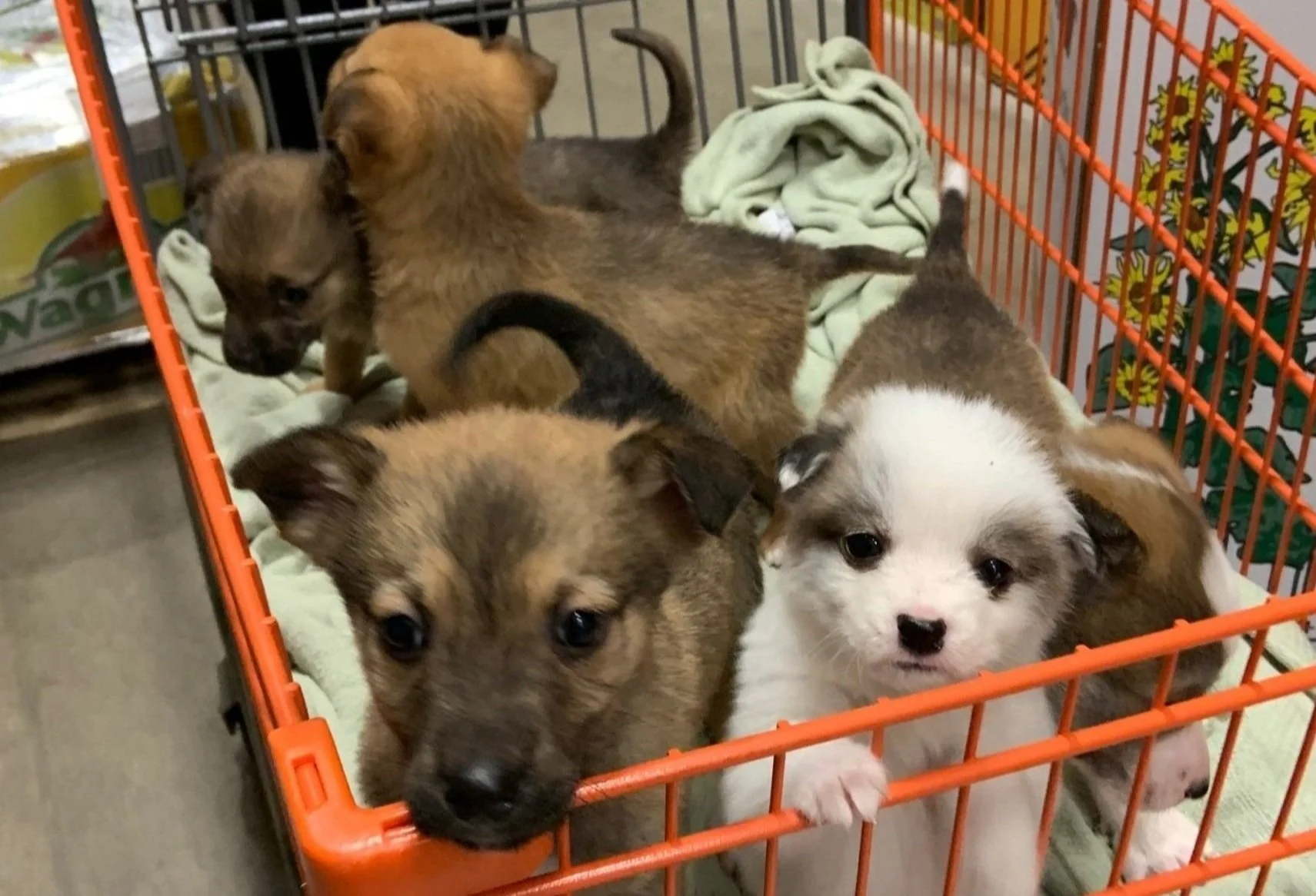 Teaching Puppies (and Rescues) to Socialize Safely - изображение 4