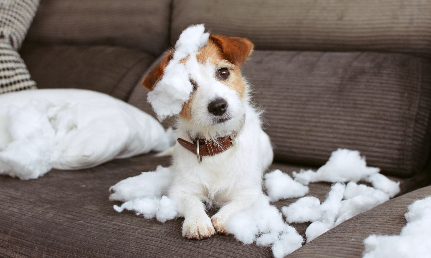 The Hidden Dangers in the Home: Dog-Proofing Your Space - изображение 4