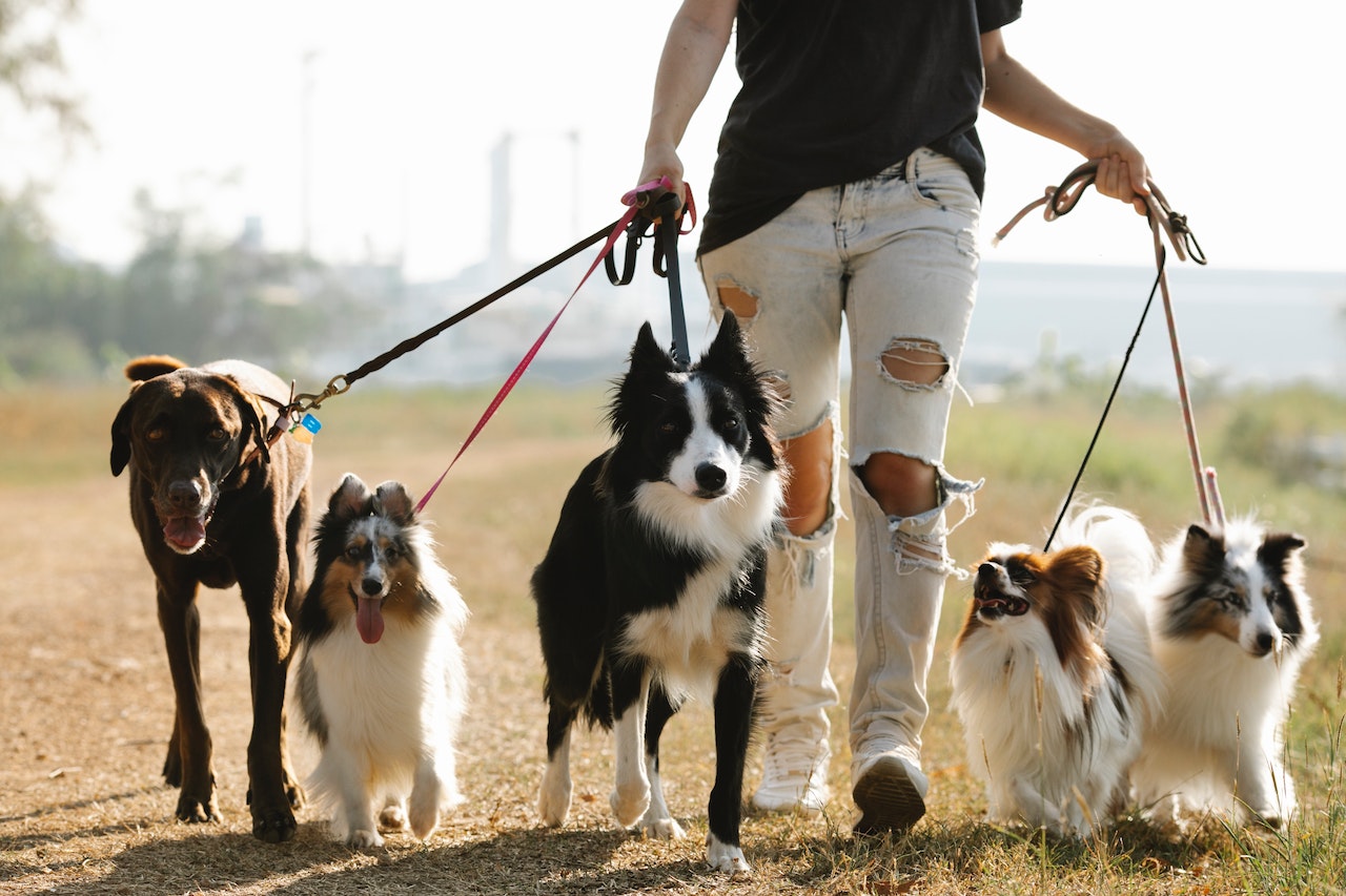 The Perfect Dog Walk: Making Every Stroll an Adventure - изображение 3