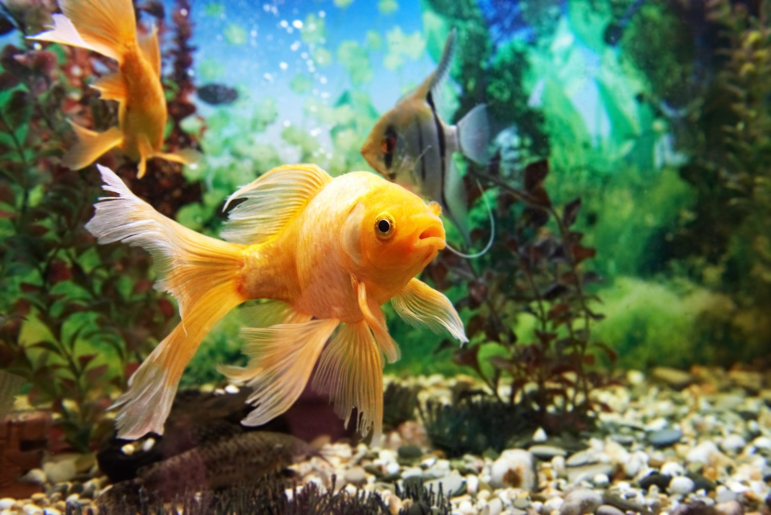 Do Fish Sleep? Understanding Aquatic Circadian Rhythms - изображение 2