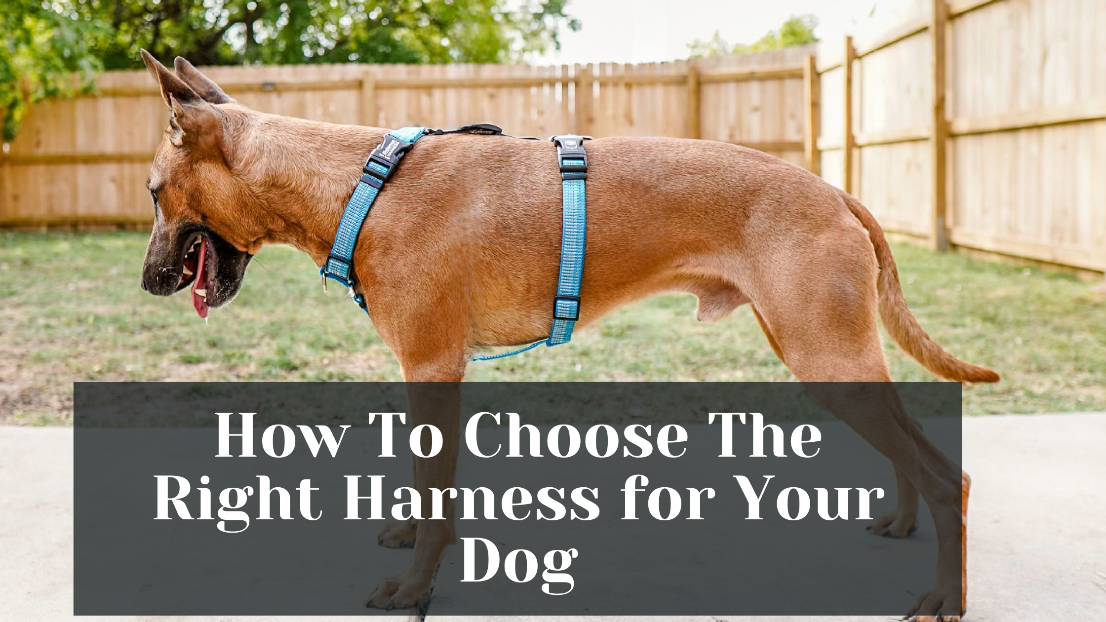 How to Choose the Best Collar or Harness for Your Dog - изображение 4