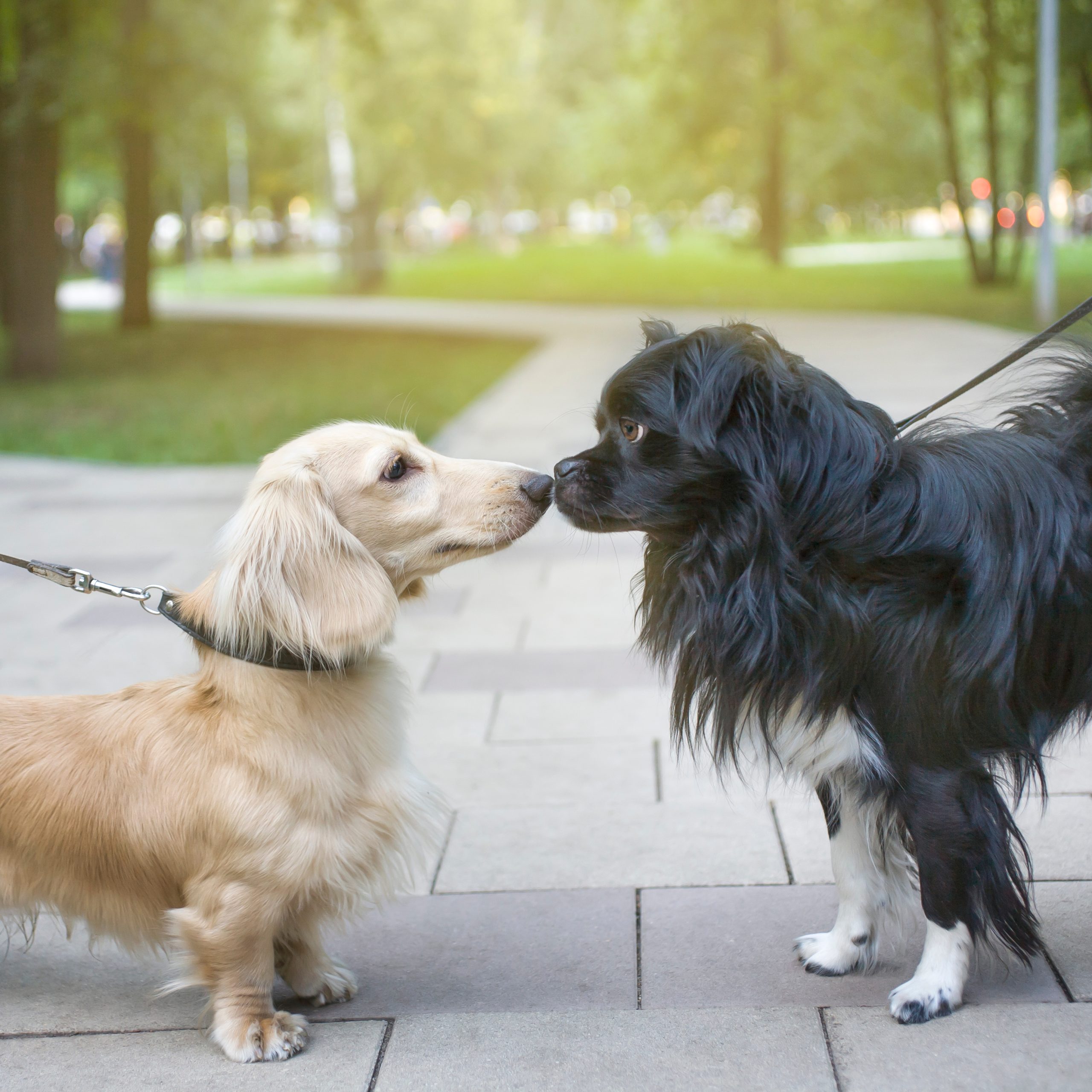 The Perfect Dog Walk: Making Every Stroll an Adventure - изображение 4