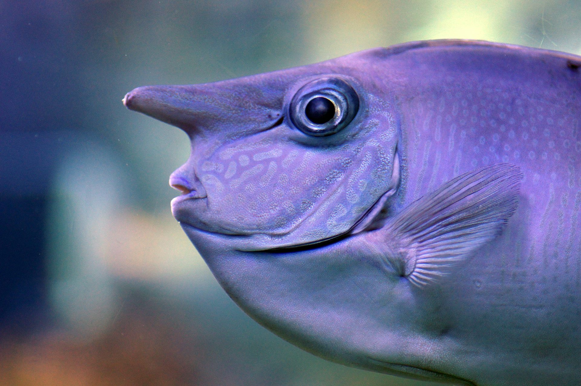 Do Fish Sleep? Understanding Aquatic Circadian Rhythms - изображение 3