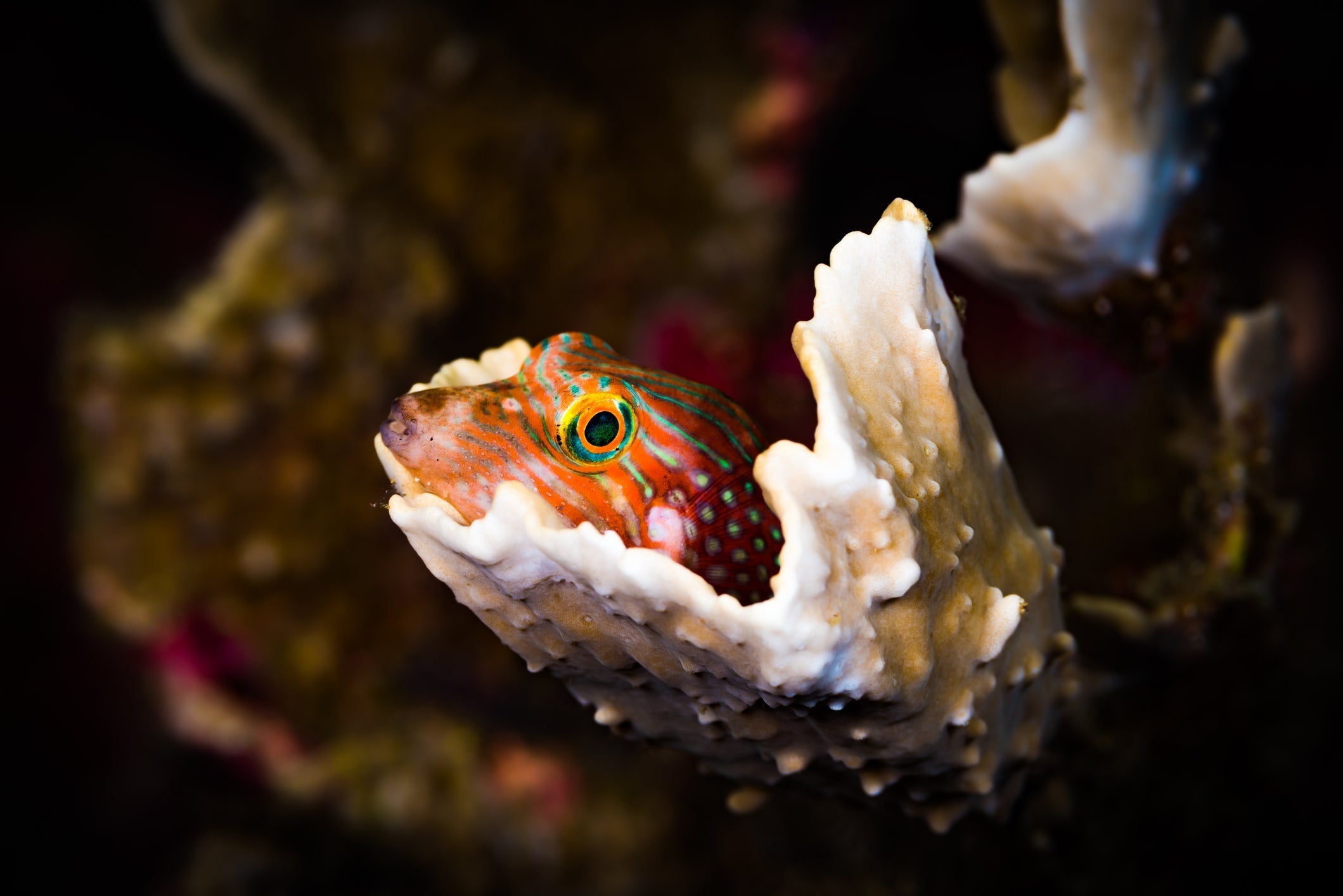 Do Fish Sleep? Understanding Aquatic Circadian Rhythms - изображение 4