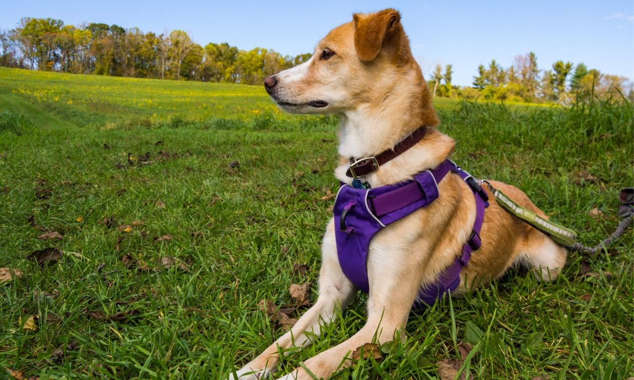 How to Choose the Best Collar or Harness for Your Dog - изображение 3