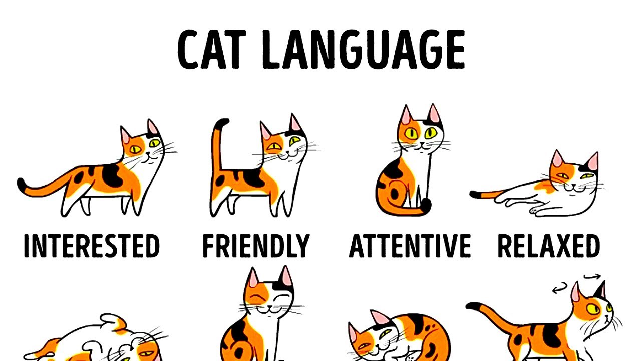 can my cat understand me - изображение 2