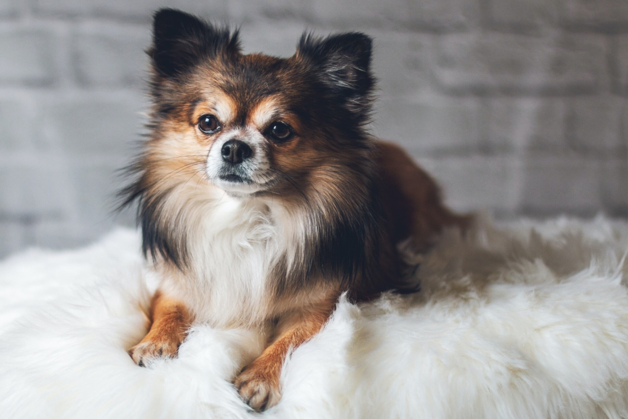 The Best Small Pets for Apartment Living - изображение 3