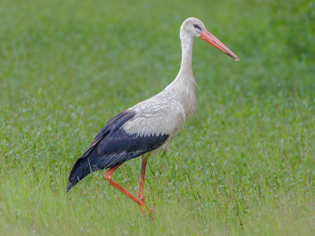 The Bulgarian Return of the White Stork: A Conservation Success Story - изображение 2