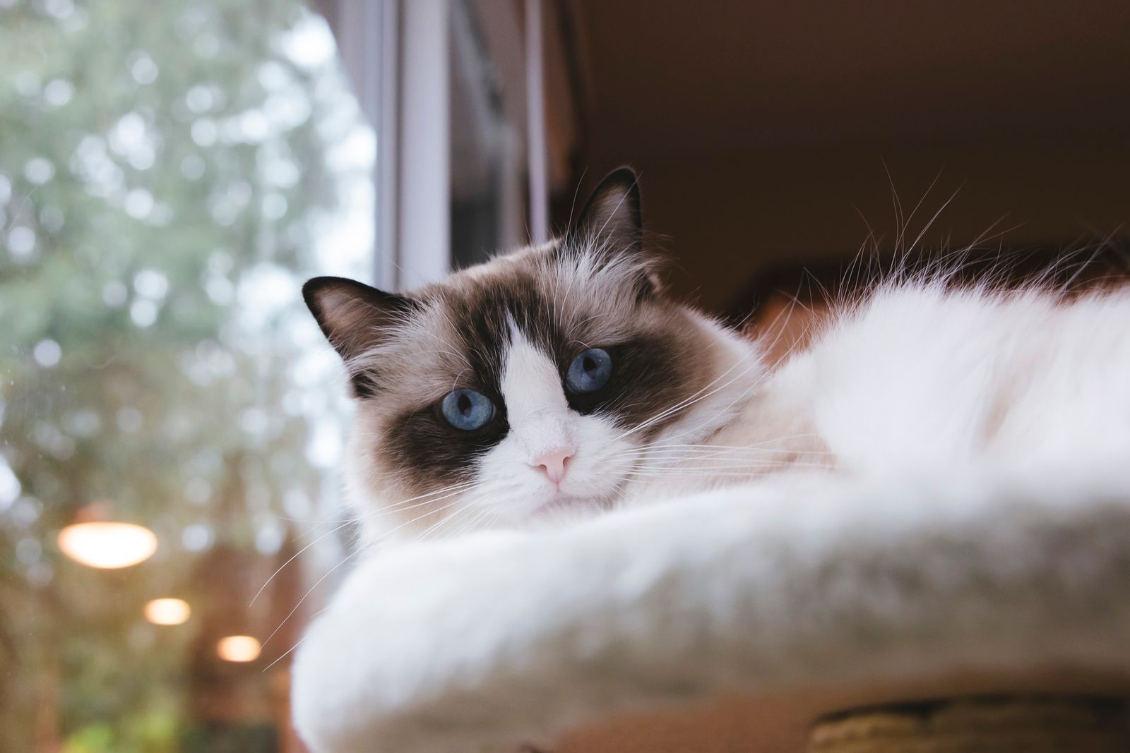 Breed Spotlight: The Fluffy Ragdoll Cat - изображение 4