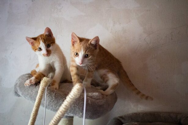 Когато гравитацията срещне мустаци: Истинските причини котките да бутат неща (и защо не е просто пакост)