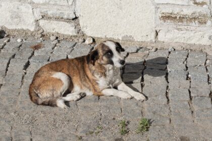Усетих страха още щом отворих вратата на приюта: Безстопанствените кучета на България — Как стигнахме дотук и как да променим това