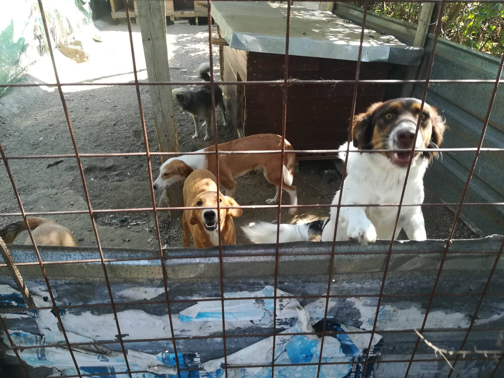 The Stray Dogs of Bulgaria: How We Got Here and How We Fix It - изображение 4