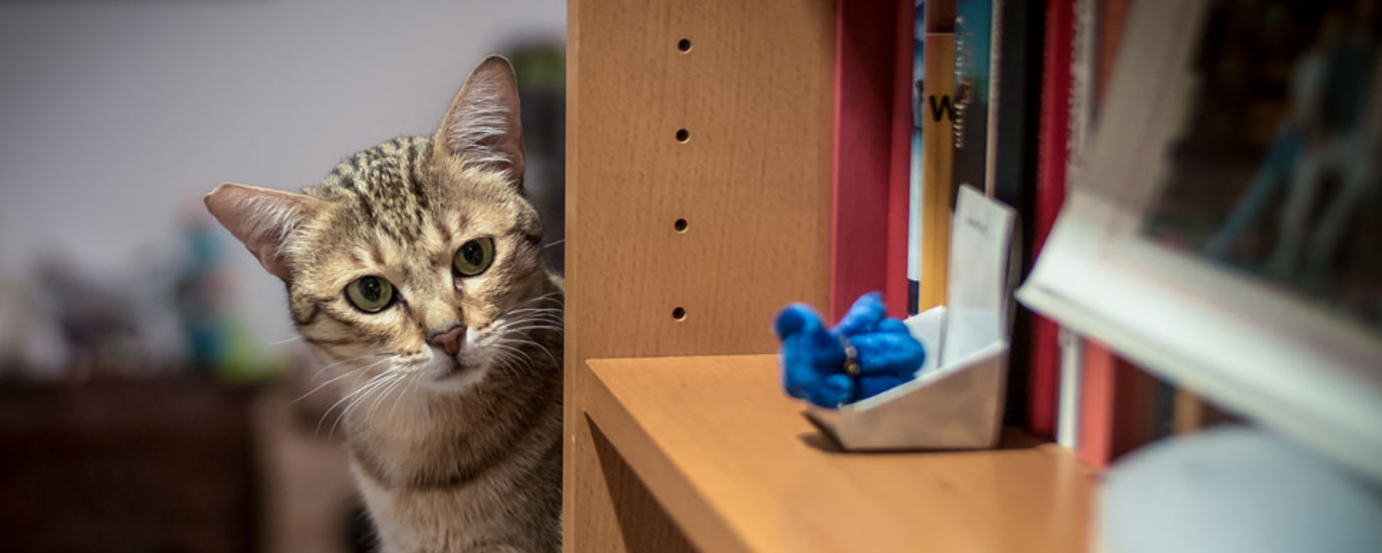 Why Do Cats Knock Things Over? Understanding Feline Mischief - изображение 3