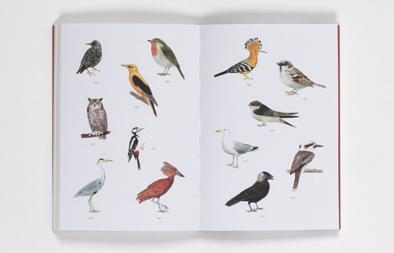 Birds in the City: Tips for Urban Bird Watching - изображение 3