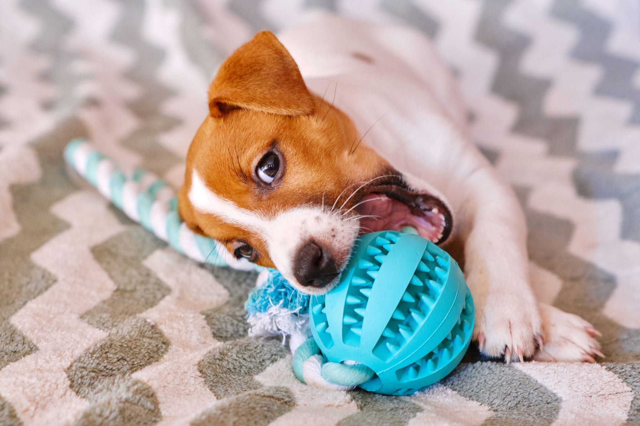 How to Choose the Best Chew Toys for Your Dog  - изображение 4