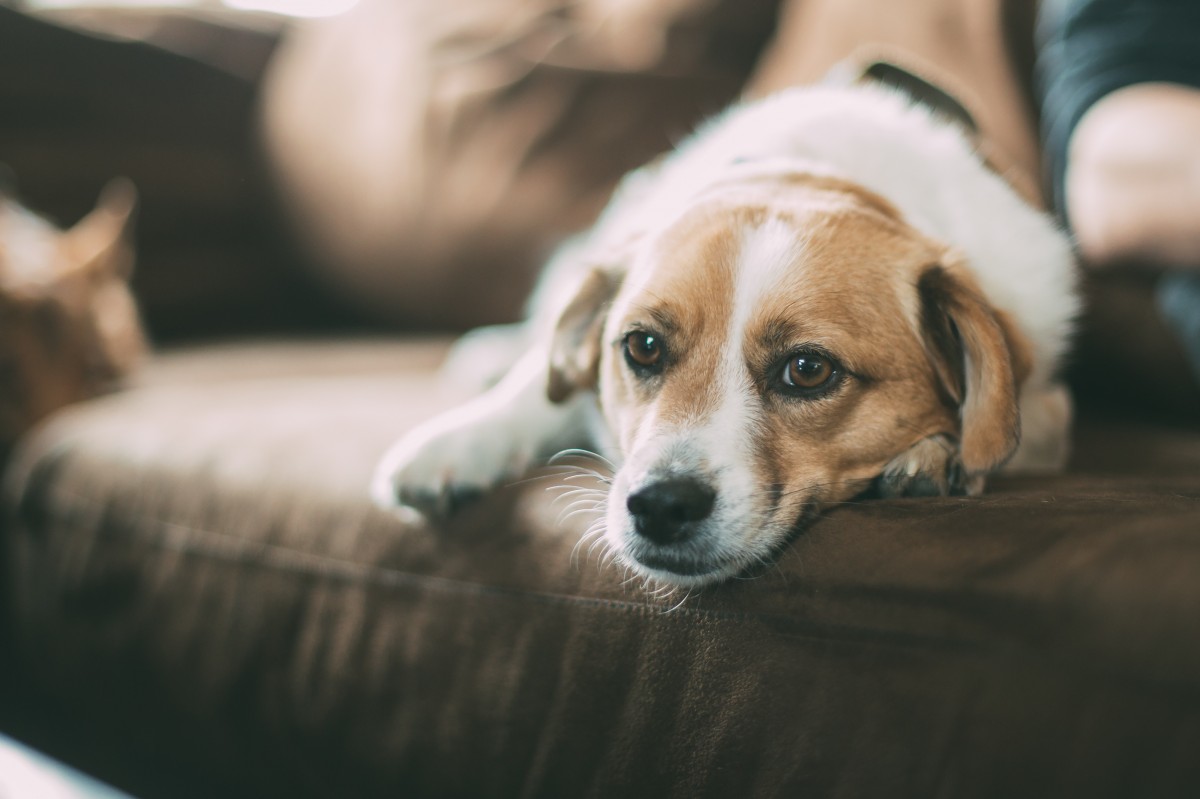 Understanding Your Rescue Dog’s Trauma: A Beginner’s Guide to Canine PTSD - изображение 2