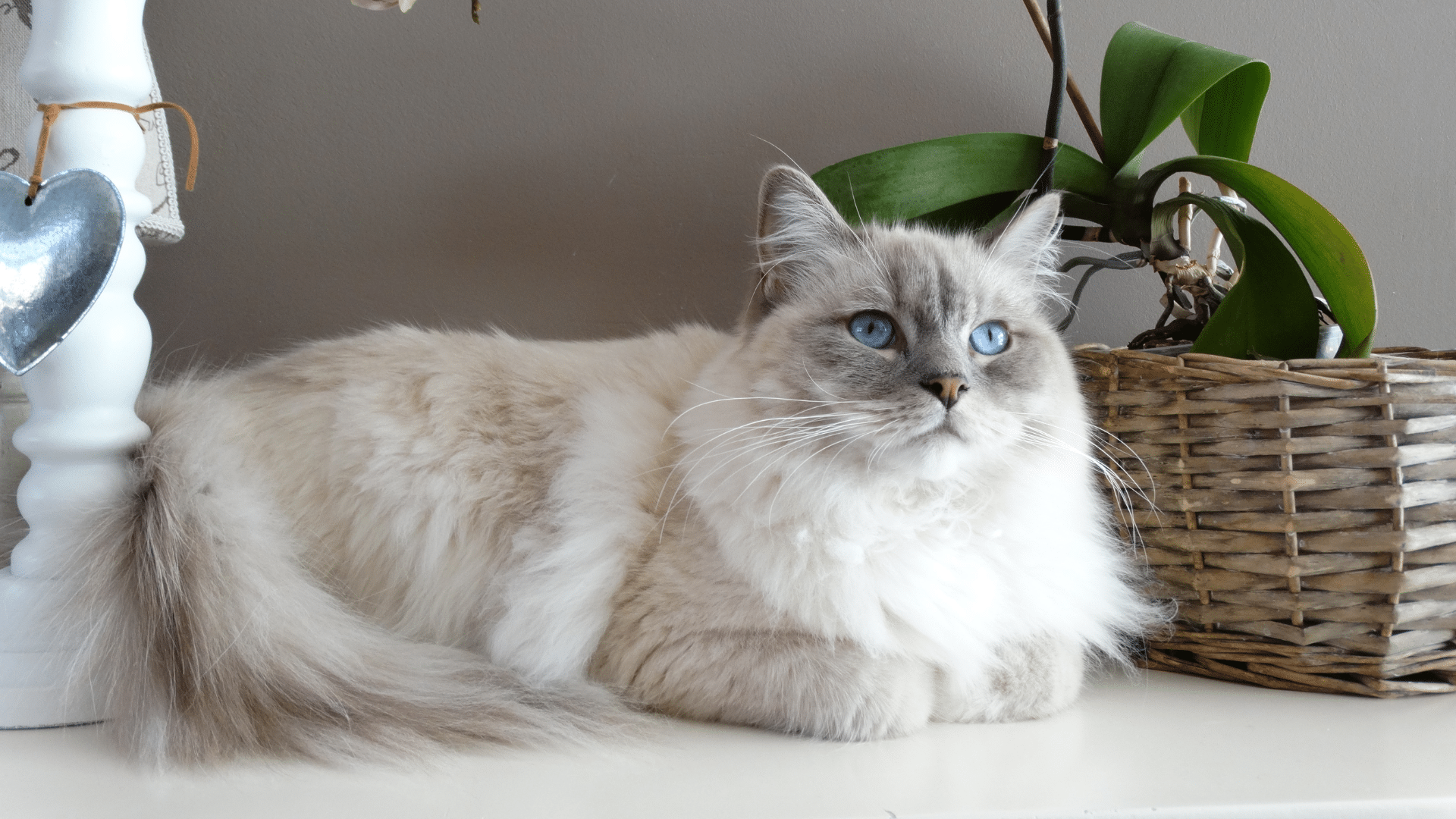 Breed Spotlight: The Fluffy Ragdoll Cat - изображение 2