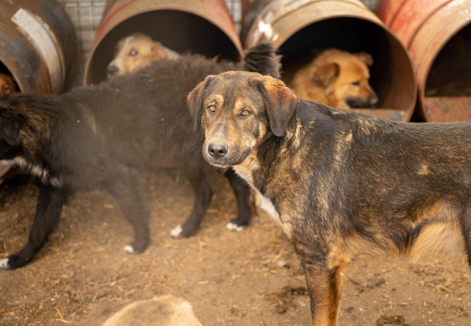 The Stray Dogs of Bulgaria: How We Got Here and How We Fix It - изображение 3