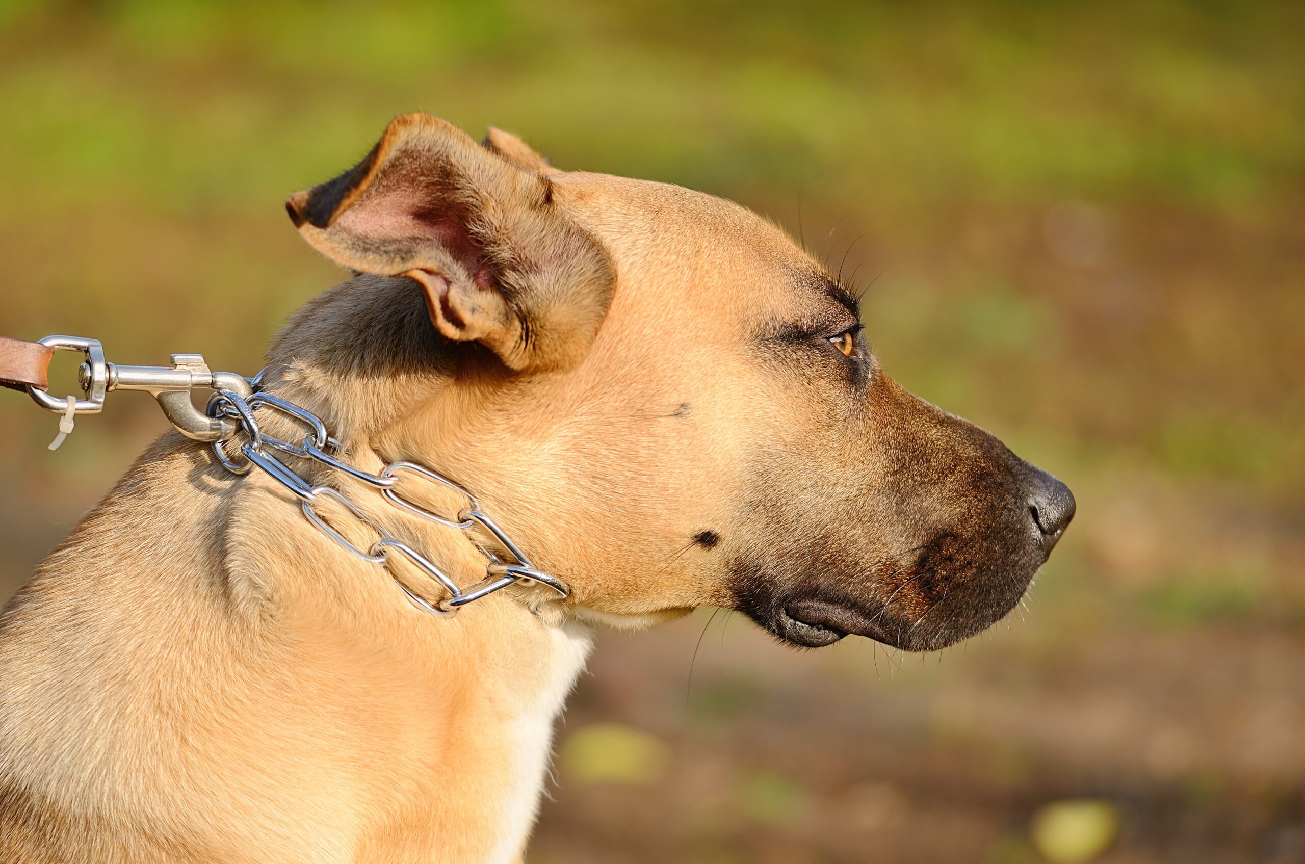 Why I’ll Never Support Chain-Kept Dogs – and What You Can Do to Help - изображение 2