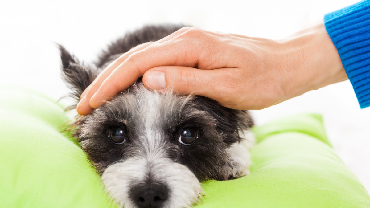 When to Call the Vet: 10 Symptoms You Should Never Ignore - изображение 3