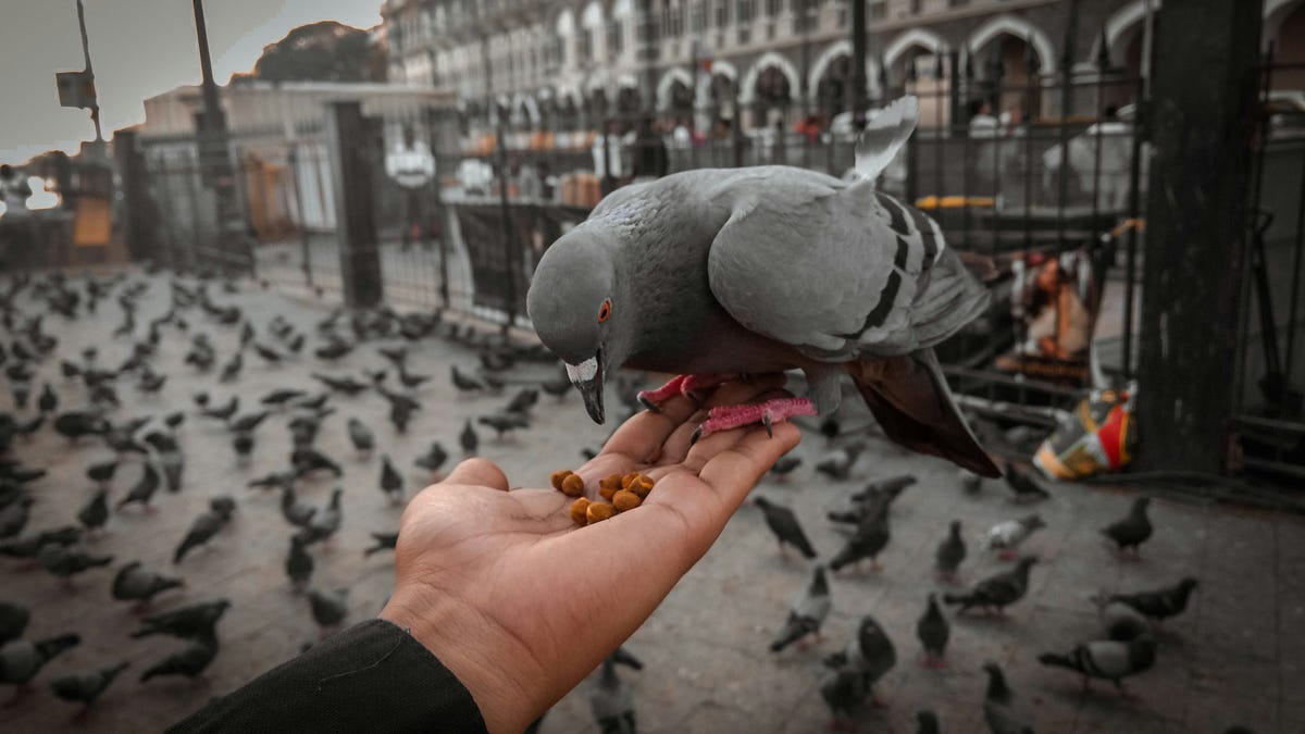 Urban Pigeons: To Feed or Not to Feed? Consequences for City Wildlife - изображение 3