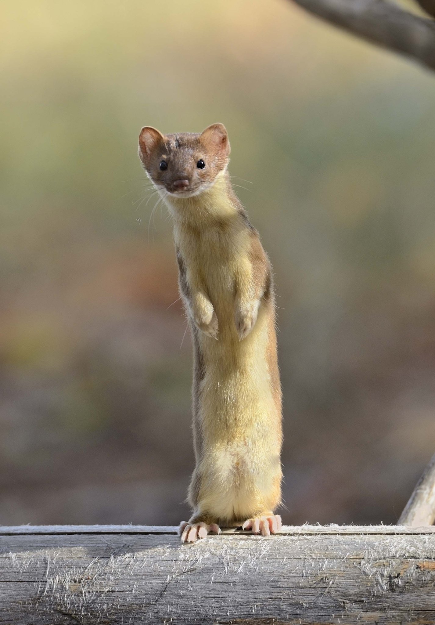 Ferret Frenzy: Are We Ready for These Slender Clowns? - изображение 3