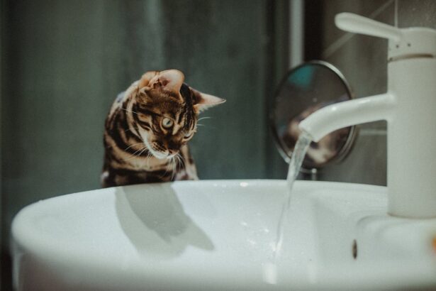 Любопитният случай с котките и техните купички за вода: Защо мокрият под е прозорец към дивия ум на вашата котка