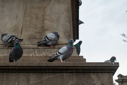 Трохи и нарушен баланс: Защо храненето на градските гълъби не е доброто, което си мислите, че е