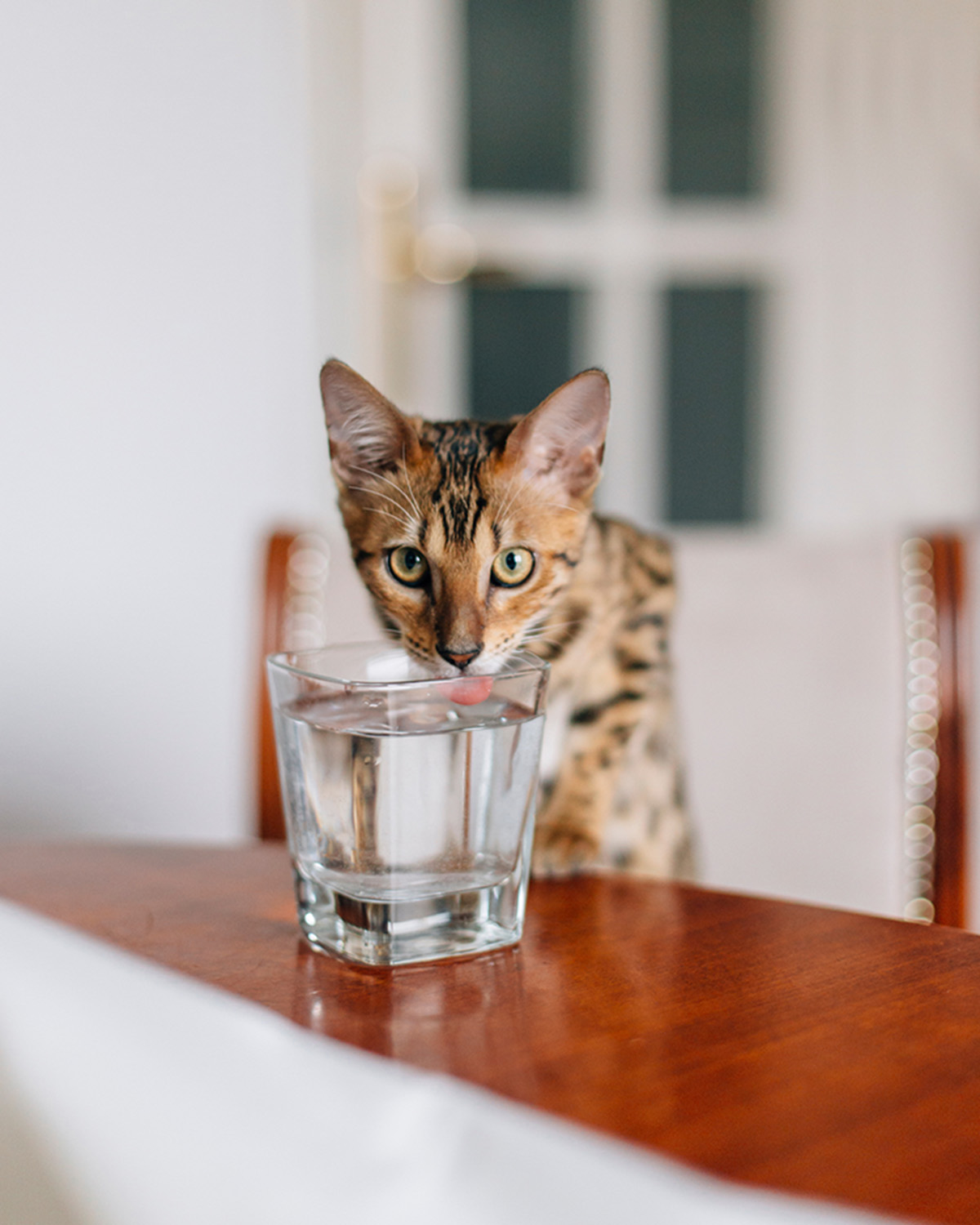 The Curious Case of Cats and Their Water Bowls - изображение 2