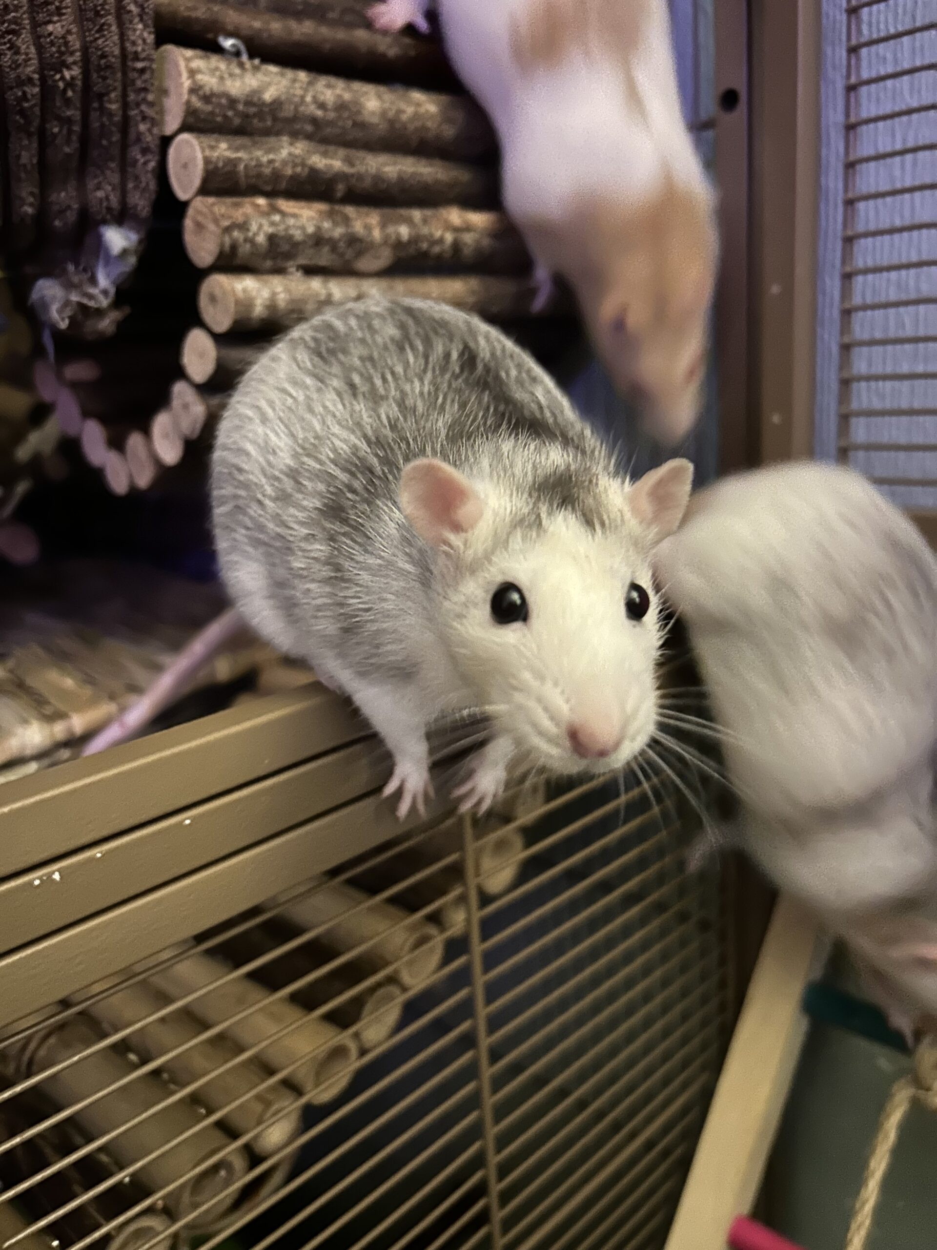Pet Rats: Clean,Smart,and Still Misunderstood - изображение 4