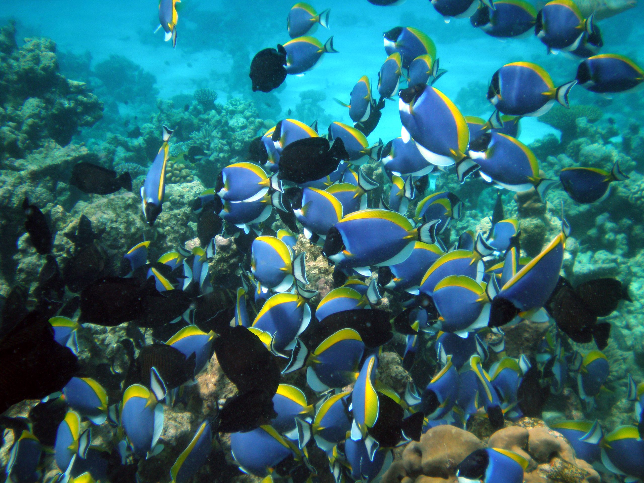 Socializing Schooling Fish: Building a Micro Society - изображение 3
